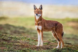 The Ethiopian Wolf: Discover Africa's Rarest and Highest-Dwelling Wild Canid - image 0