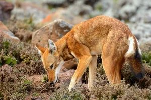 The Ethiopian Wolf: Discover Africa's Rarest and Highest-Dwelling Wild Canid - image 8