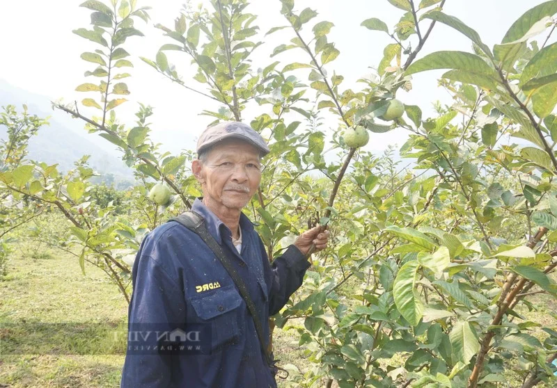 Da Nang Farmers Find Success with Sweet and Crunchy Specialty Fruit