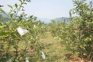 Da Nang Farmers Find Success with Sweet and Crunchy Specialty Fruit - image 3