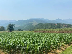 Da Nang Farmers Find Success with Sweet and Crunchy Specialty Fruit - image 7