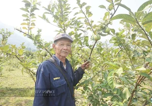 Da Nang Farmers Find Success with Sweet and Crunchy Specialty Fruit - image 0
