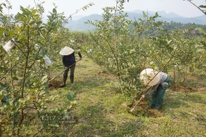 Da Nang Farmers Find Success with Sweet and Crunchy Specialty Fruit - image 1