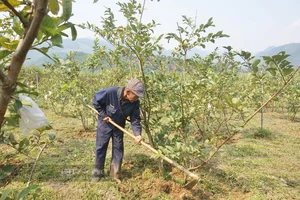 Da Nang Farmers Find Success with Sweet and Crunchy Specialty Fruit - image 2
