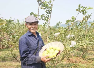 Da Nang Farmers Find Success with Sweet and Crunchy Specialty Fruit - image 6