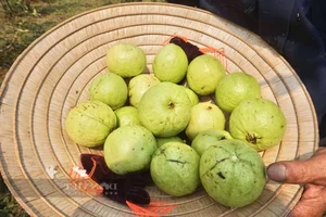 Da Nang Farmers Find Success with Sweet and Crunchy Specialty Fruit - image 4