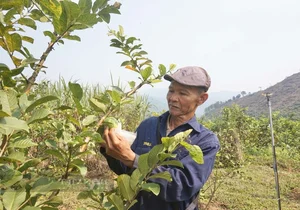 Da Nang Farmers Find Success with Sweet and Crunchy Specialty Fruit - image 5