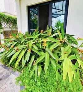 Inside the Flower-Filled Villa of the 'Richest Actress in Northern Vietnam' - image 4