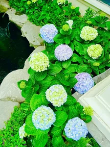 Inside the Flower-Filled Villa of the 'Richest Actress in Northern Vietnam' - image 7