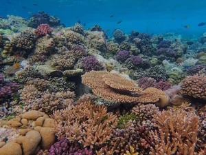 Exploring the 'Underwater Rainforest': A Glimpse into Earth's Vibrant Marine Ecosystems - image 4