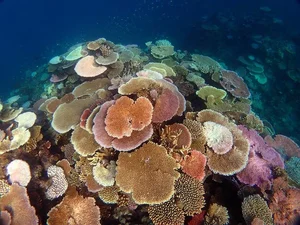 Exploring the 'Underwater Rainforest': A Glimpse into Earth's Vibrant Marine Ecosystems - image 2