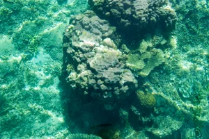 Exploring the 'Underwater Rainforest': A Glimpse into Earth's Vibrant Marine Ecosystems - image 5