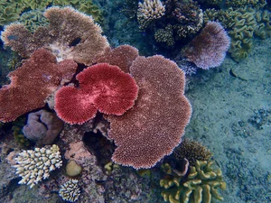 Exploring the 'Underwater Rainforest': A Glimpse into Earth's Vibrant Marine Ecosystems - image 0