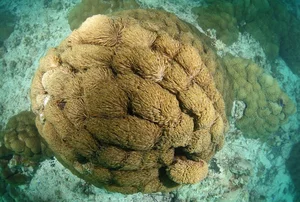 Exploring the 'Underwater Rainforest': A Glimpse into Earth's Vibrant Marine Ecosystems - image 1