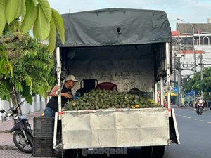 The Truth Behind Super Cheap Oranges Flooding the Market - image 4