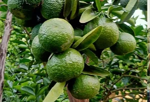 The Truth Behind Super Cheap Oranges Flooding the Market - image 1