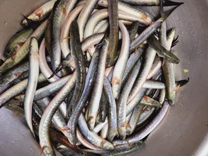 From Humble Beginnings to Luxury Delicacy: The Rise of High-Priced Specialty Fish - image 1