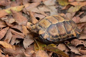 The Hidden Gems of Vietnam: Tracking the Elusive Impressed Tortoise - image 4