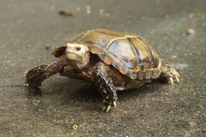 The Hidden Gems of Vietnam: Tracking the Elusive Impressed Tortoise - image 3