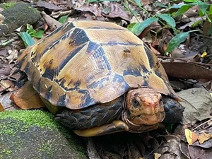 The Hidden Gems of Vietnam: Tracking the Elusive Impressed Tortoise - image 1