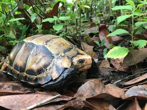 The Hidden Gems of Vietnam: Tracking the Elusive Impressed Tortoise - image 6