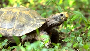 The Hidden Gems of Vietnam: Tracking the Elusive Impressed Tortoise - image 0
