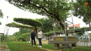 Tycoon Spends 5 Years Collecting Wood for Stunning 300m2 Villa - image 8