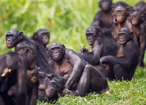 The Surprising Science Behind the Animal That Shares 99 Percent Human DNA - image 14