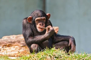 The Surprising Science Behind the Animal That Shares 99 Percent Human DNA - image 2