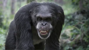 The Surprising Science Behind the Animal That Shares 99 Percent Human DNA - image 13