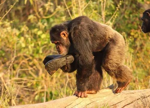 The Surprising Science Behind the Animal That Shares 99 Percent Human DNA - image 4