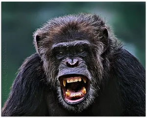 The Surprising Science Behind the Animal That Shares 99 Percent Human DNA - image 0