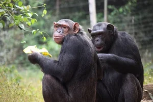 The Surprising Science Behind the Animal That Shares 99 Percent Human DNA - image 1