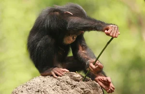 The Surprising Science Behind the Animal That Shares 99 Percent Human DNA - image 10