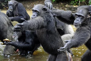 The Surprising Science Behind the Animal That Shares 99 Percent Human DNA - image 5