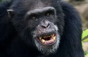 The Surprising Science Behind the Animal That Shares 99 Percent Human DNA - image 12
