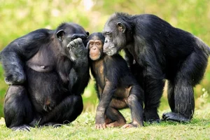 The Surprising Science Behind the Animal That Shares 99 Percent Human DNA - image 6