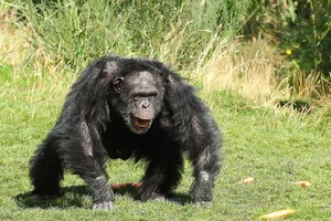 The Surprising Science Behind the Animal That Shares 99 Percent Human DNA - image 8