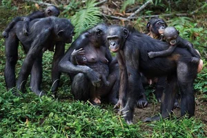 The Surprising Science Behind the Animal That Shares 99 Percent Human DNA - image 7
