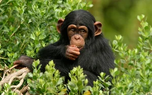 The Surprising Science Behind the Animal That Shares 99 Percent Human DNA - image 9