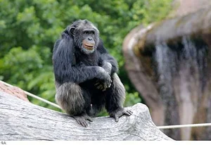The Surprising Science Behind the Animal That Shares 99 Percent Human DNA - image 3