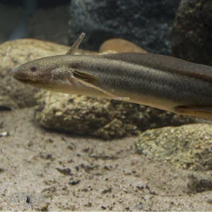 The Remarkable Fish That Can Survive 5 Years Without Water - image 1