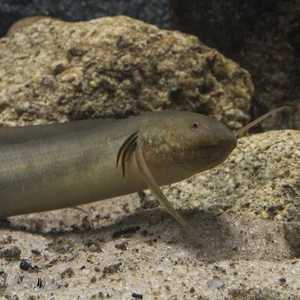 The Remarkable Fish That Can Survive 5 Years Without Water - image 4
