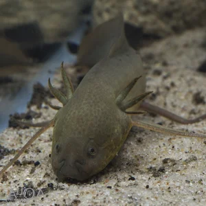 The Remarkable Fish That Can Survive 5 Years Without Water - image 2
