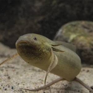 The Remarkable Fish That Can Survive 5 Years Without Water - image 6