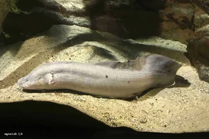 The Remarkable Fish That Can Survive 5 Years Without Water - image 3