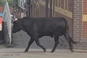 The Inspirational Escape: How a Brave Cow Found Freedom and a New Life - image 0
