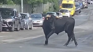 The Inspirational Escape: How a Brave Cow Found Freedom and a New Life - image 9