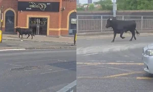 The Inspirational Escape: How a Brave Cow Found Freedom and a New Life - image 6
