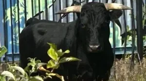 The Inspirational Escape: How a Brave Cow Found Freedom and a New Life - image 7